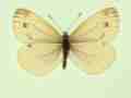 Pieris napi female (aberrant form flavescens) (Internet Image property of respective owner, non-commercial use only)